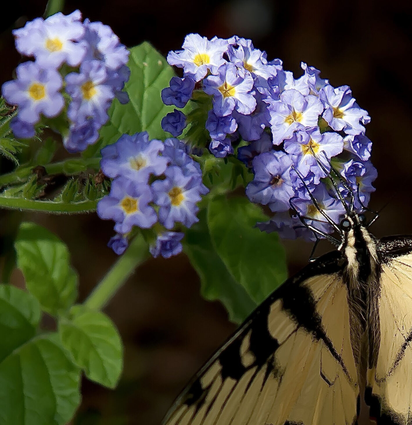 LIFE-HOME-ONGARDENING-7-MCT